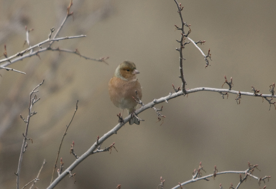 Eurasian Chaffinch
