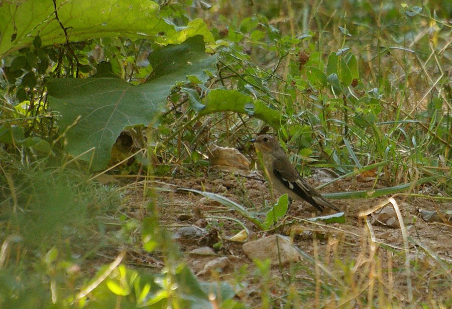 Collared Flycatcher