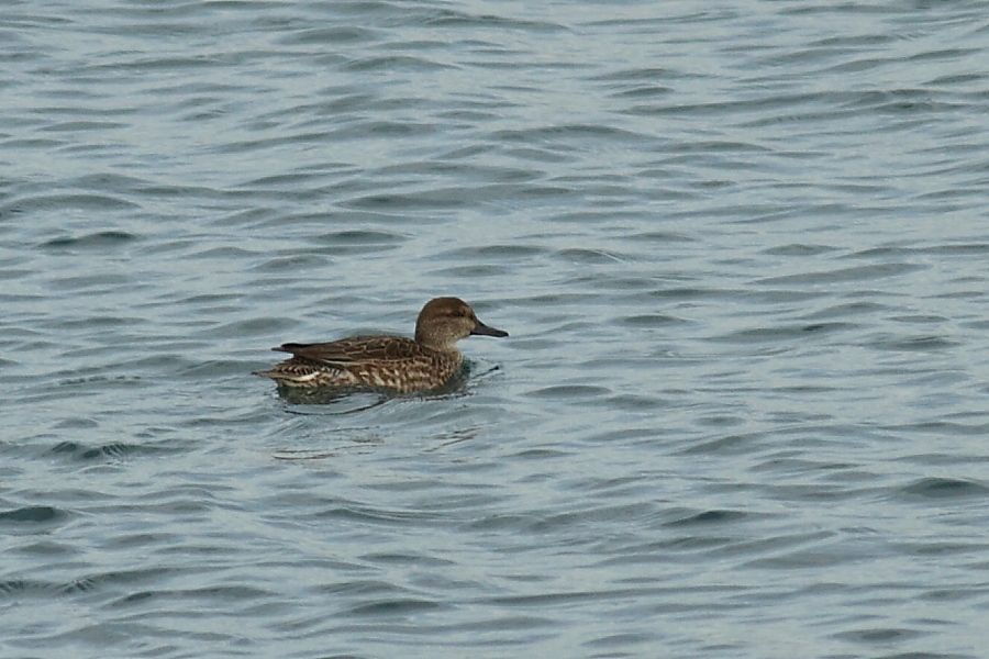 Eurasian Teal