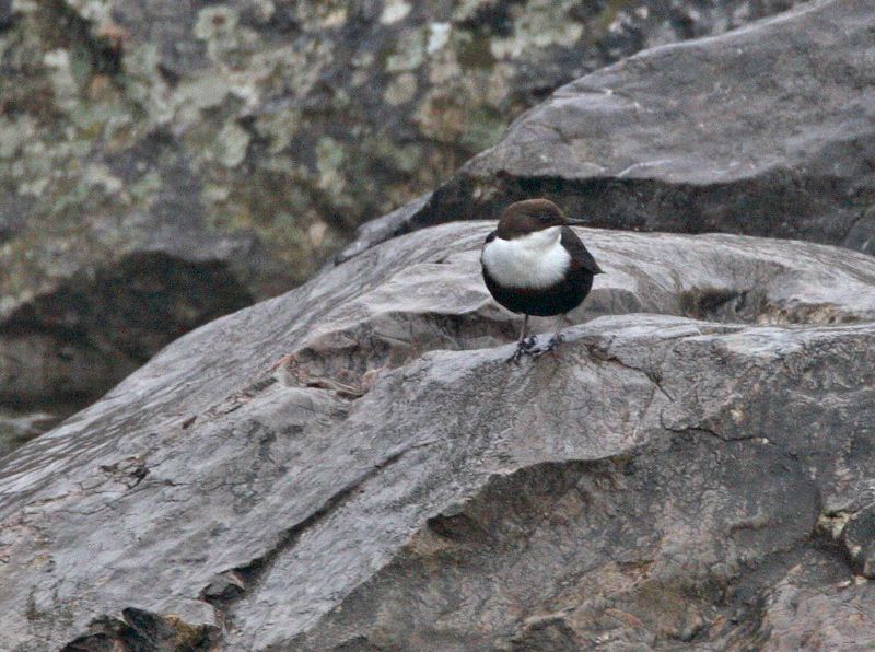 White-throated Dipper