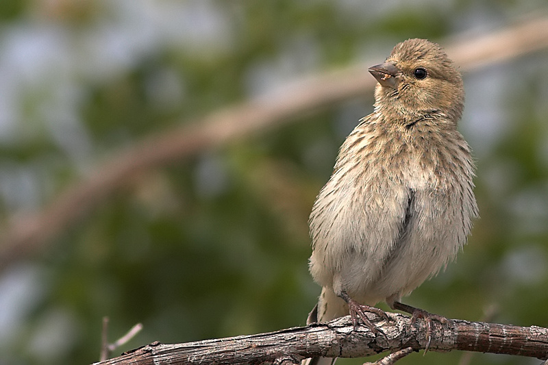 Common Linnet