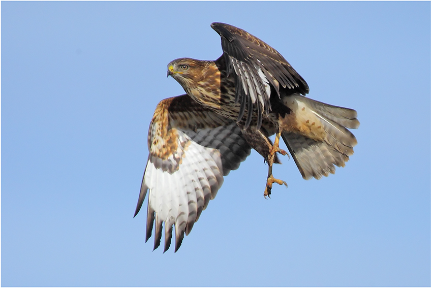Common Buzzard