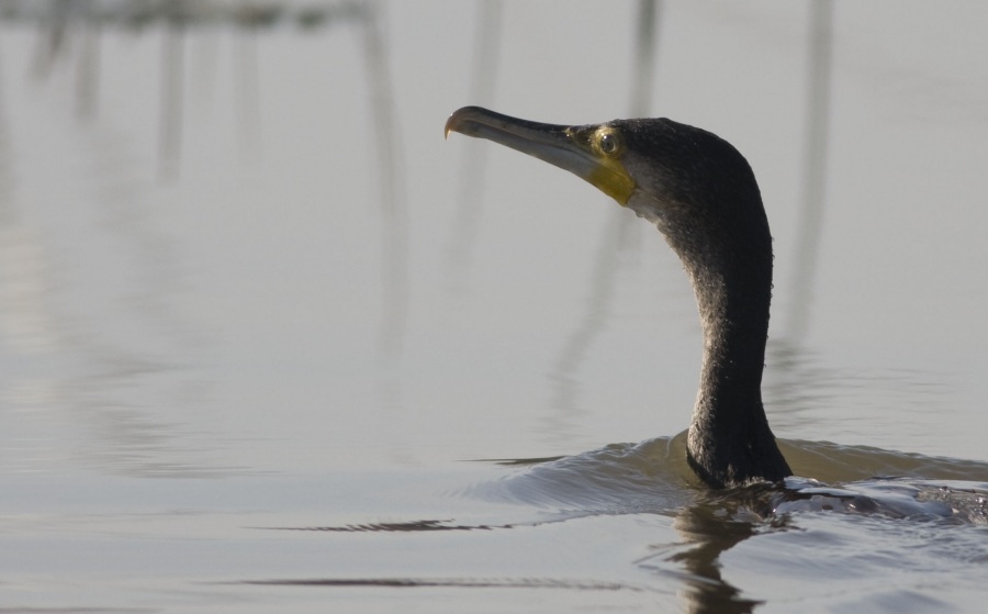Great Cormorant