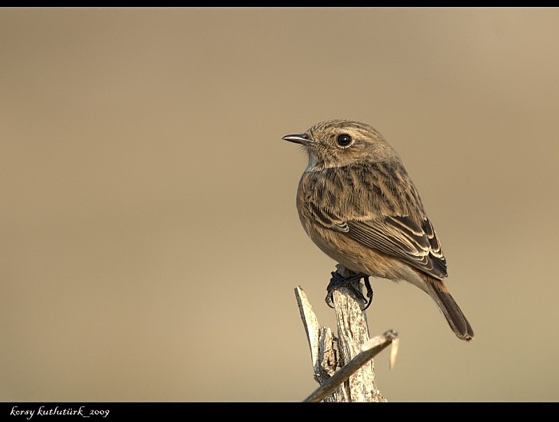 European Stonechat
