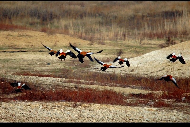 Ruddy Shelduck