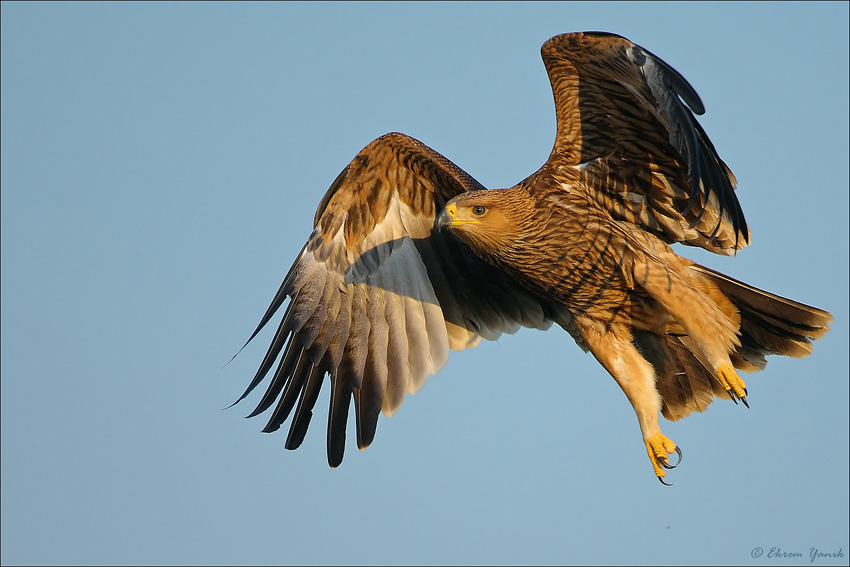 Eastern Imperial Eagle