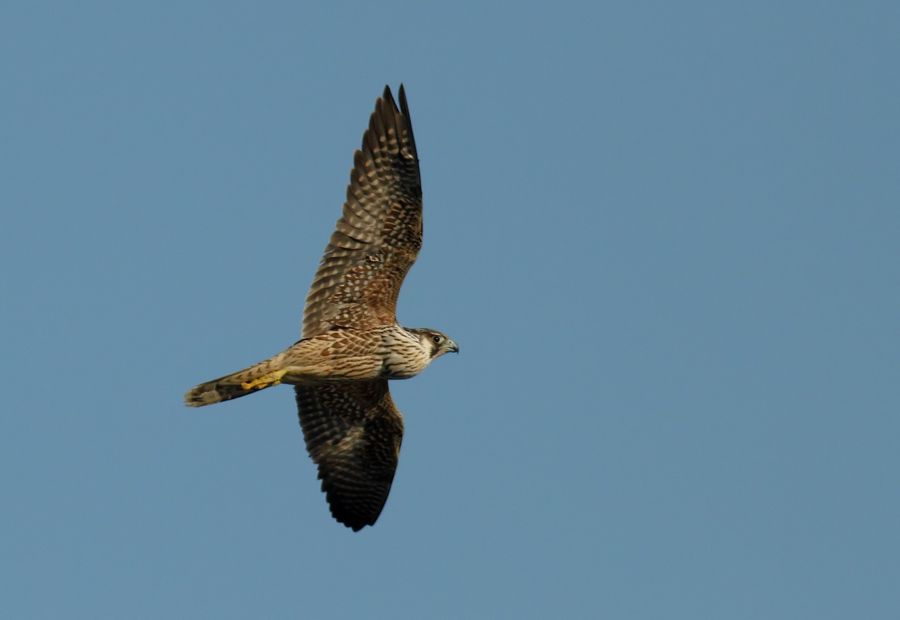 Peregrine Falcon
