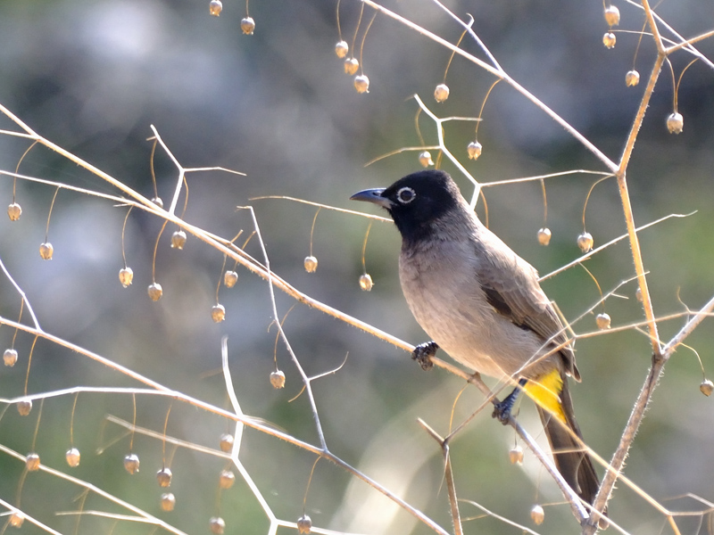 White-spectacled Bulbul