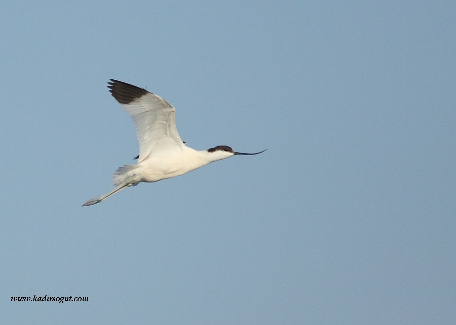 Pied Avocet