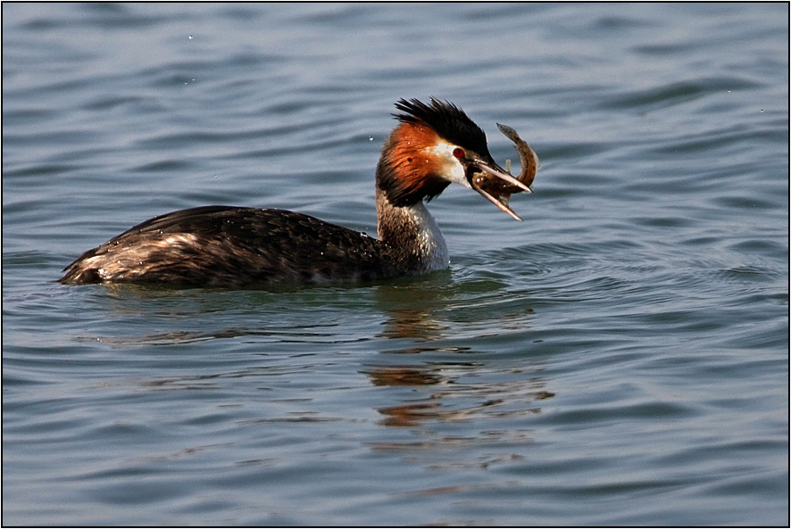 Great Crested Grebe