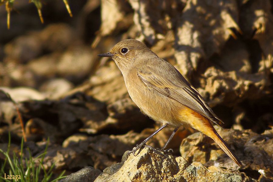 Common Redstart
