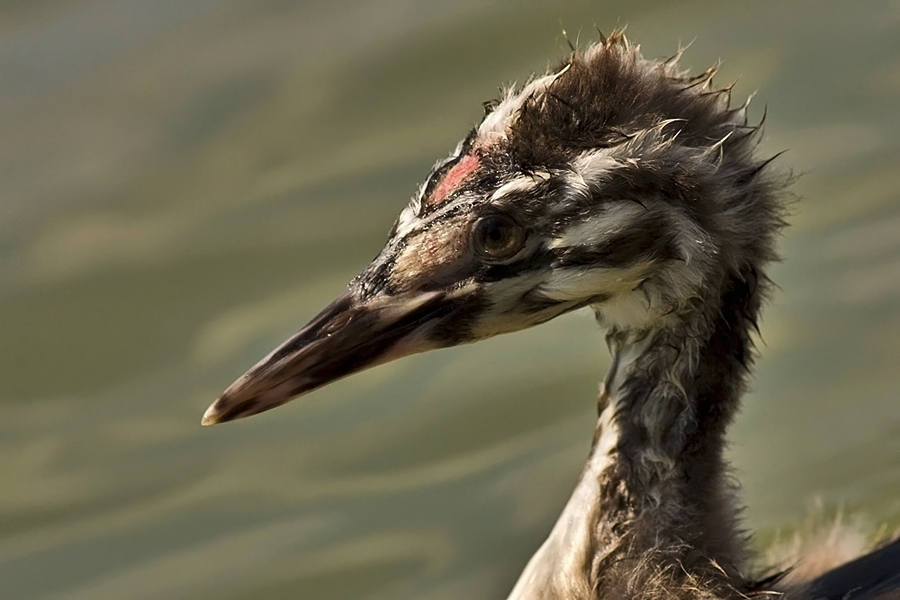 Great Crested Grebe