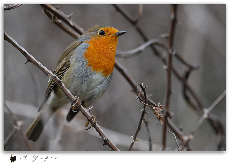 European Robin