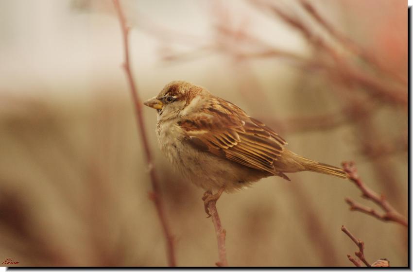 House Sparrow