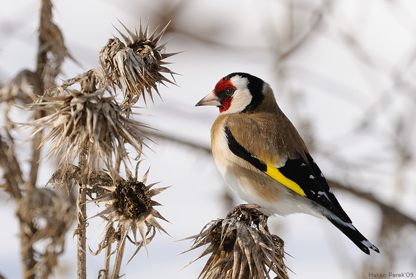 European Goldfinch