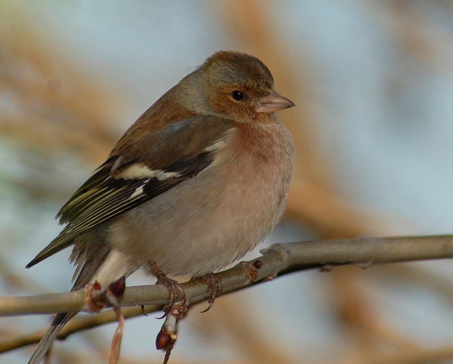 Eurasian Chaffinch