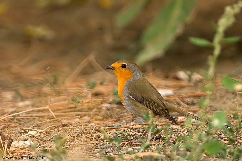 European Robin
