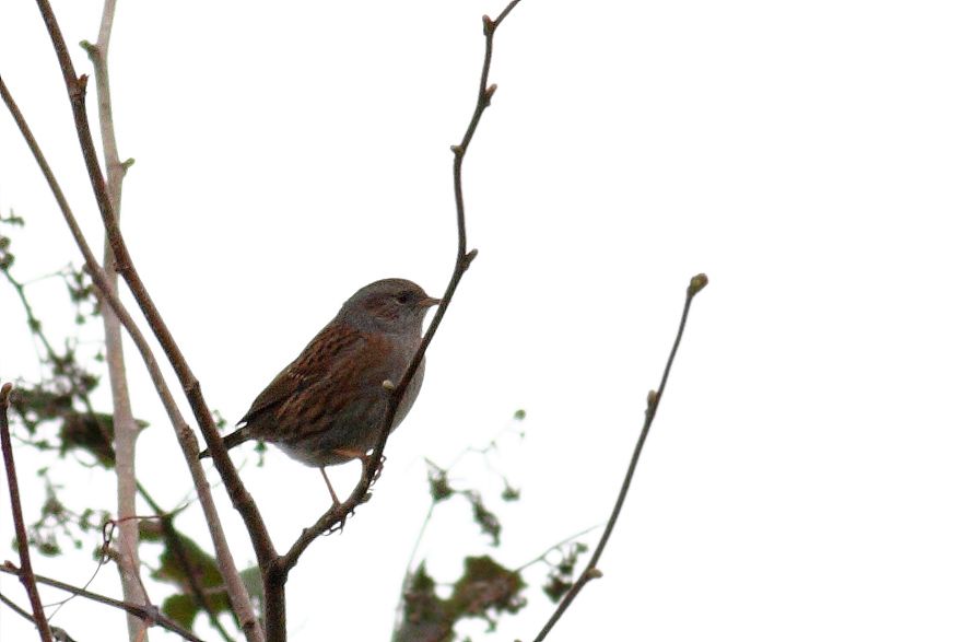 Dunnock