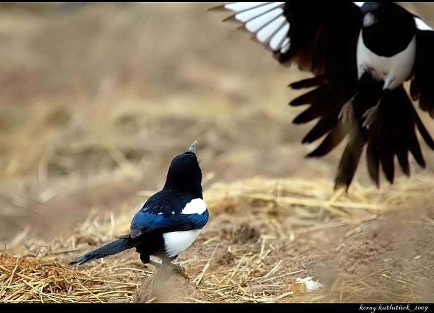 Eurasian Magpie