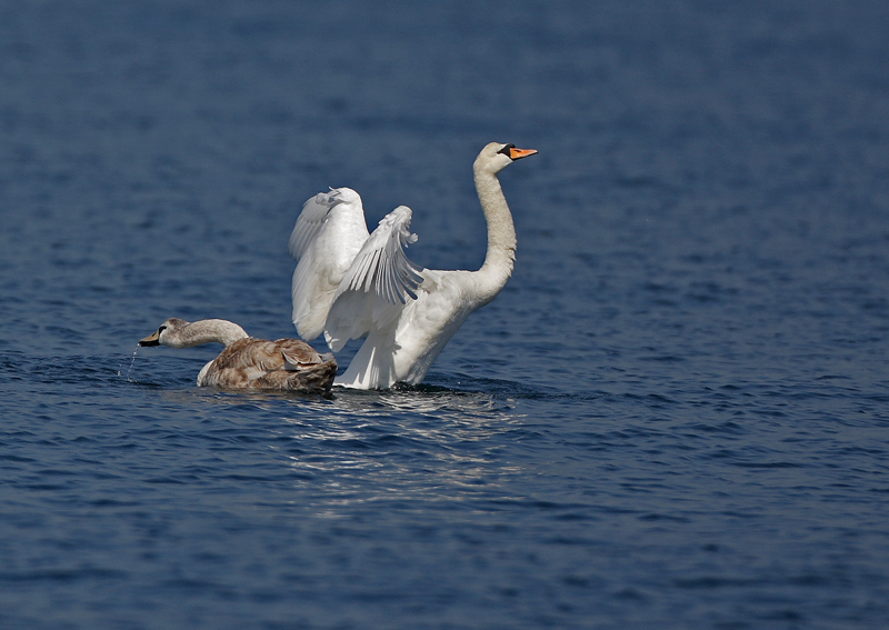 Mute Swan