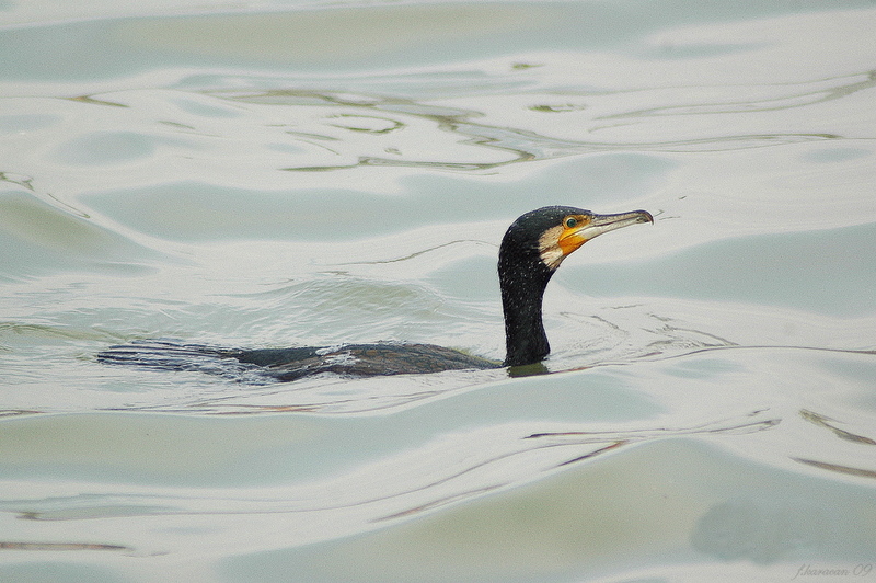 Great Cormorant