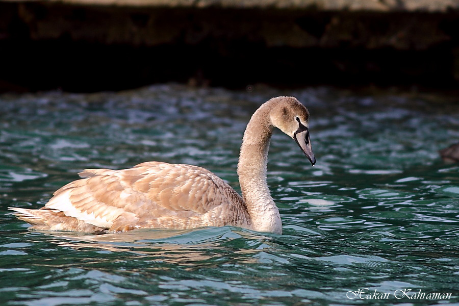 Mute Swan