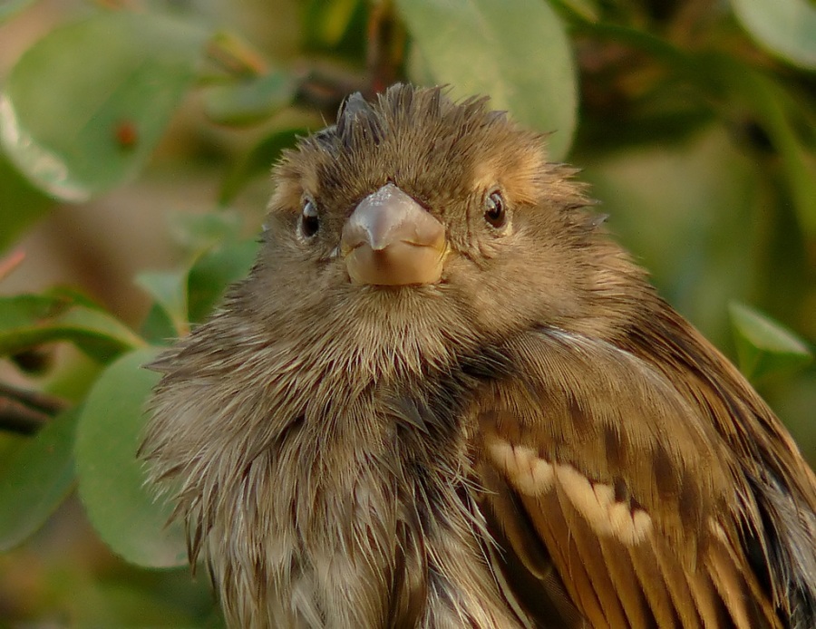 House Sparrow