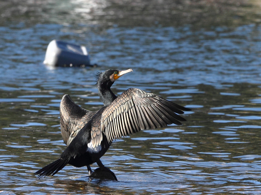 Great Cormorant