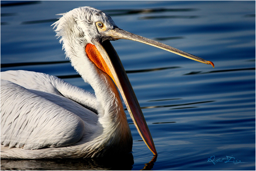 Dalmatian Pelican