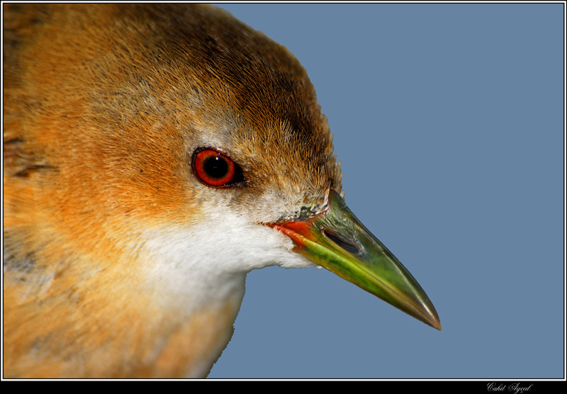 Little Crake
