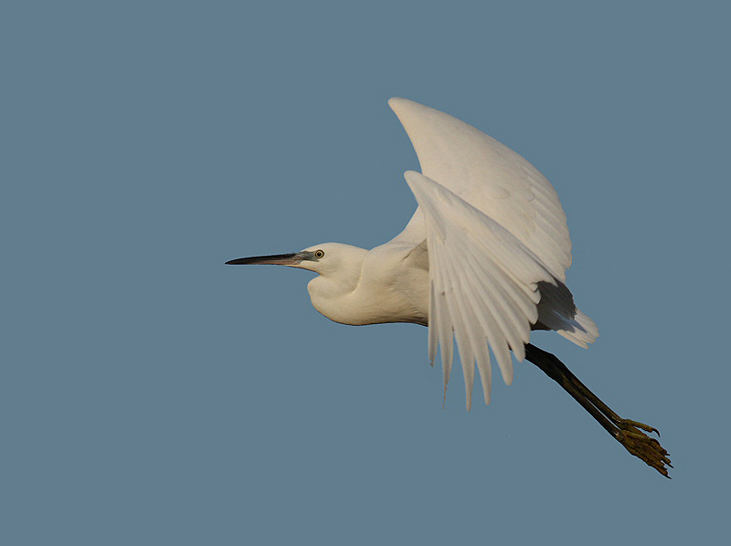 Little Egret