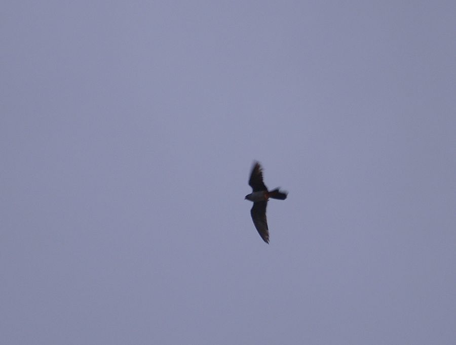Red-footed Falcon