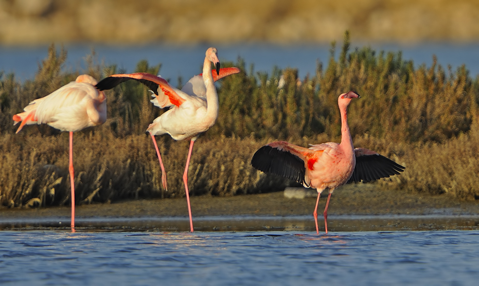 Küçük Flamingo
