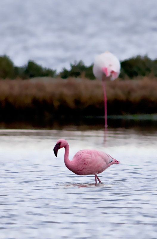 Küçük Flamingo