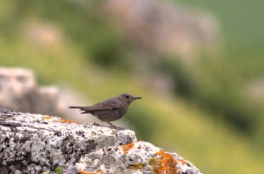 Gökardıç