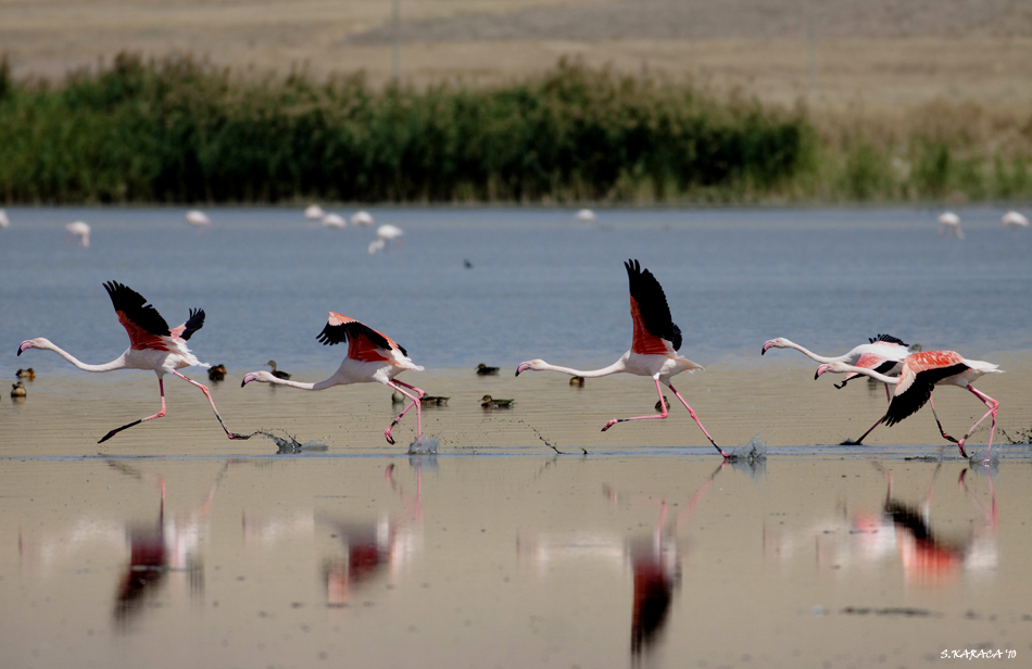 Flamingo