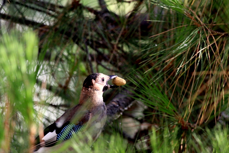 Eurasian Jay