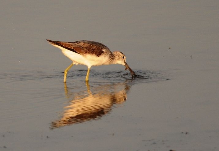 Common Greenshank