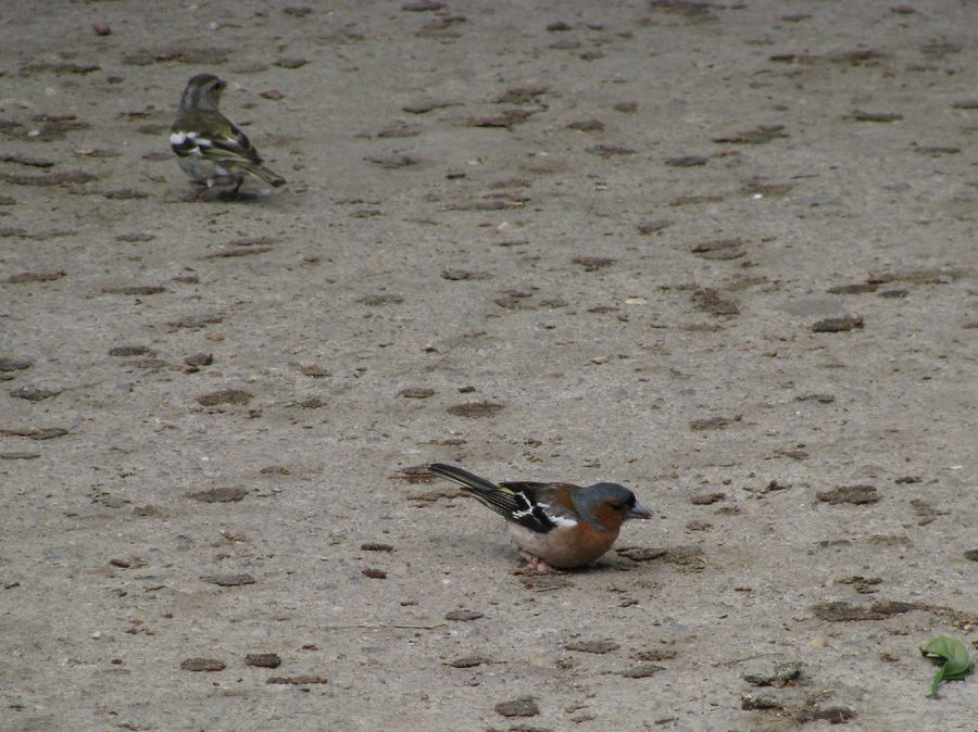 Eurasian Chaffinch