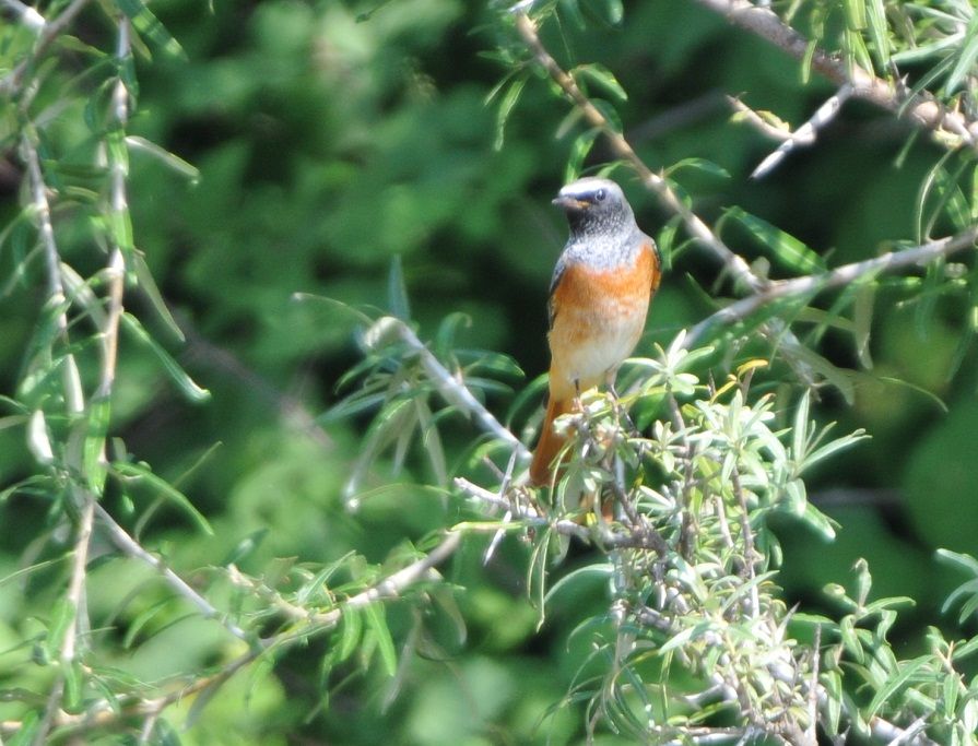 Common Redstart