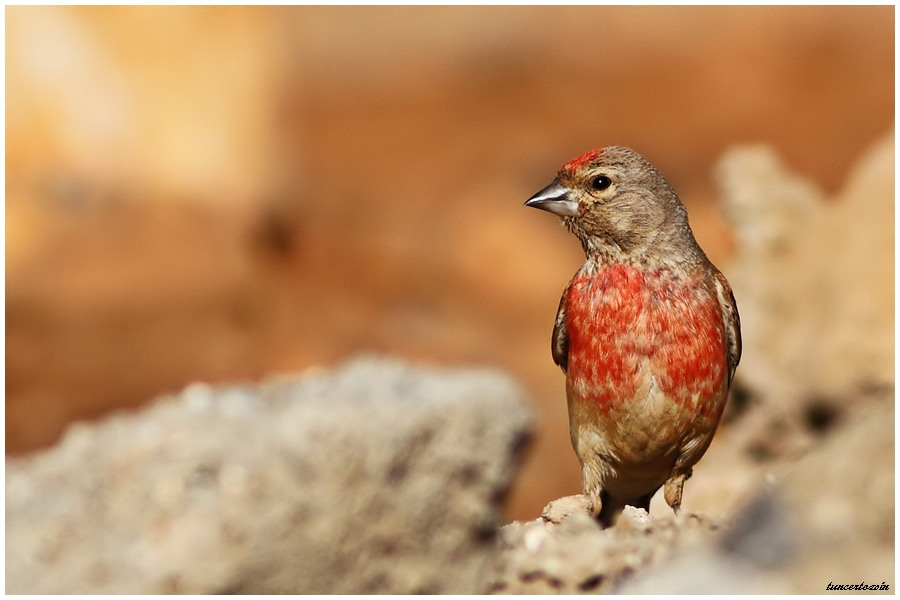 Common Linnet