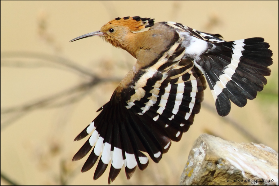 Common Hoopoe