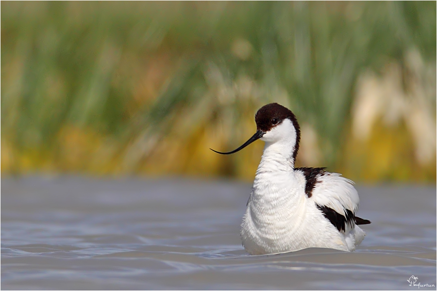 Pied Avocet