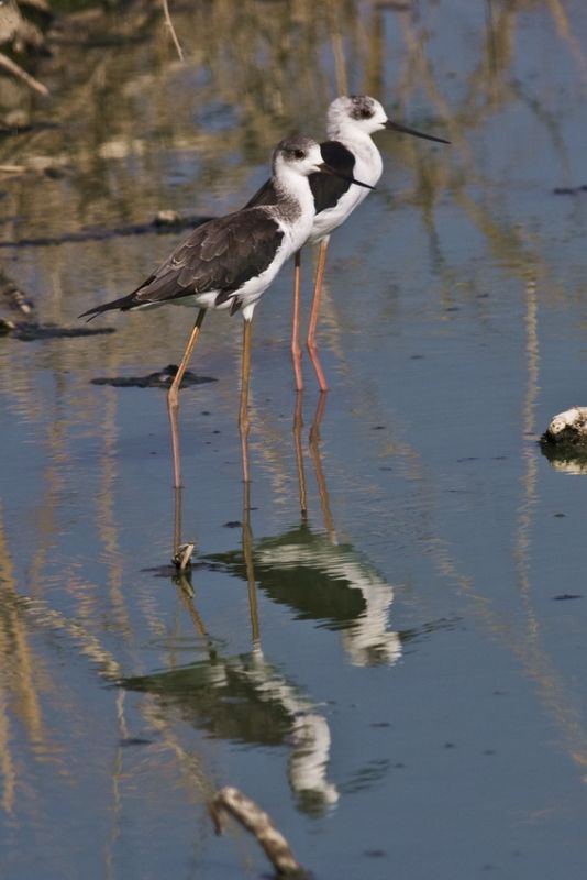 Black-winged Stilt
