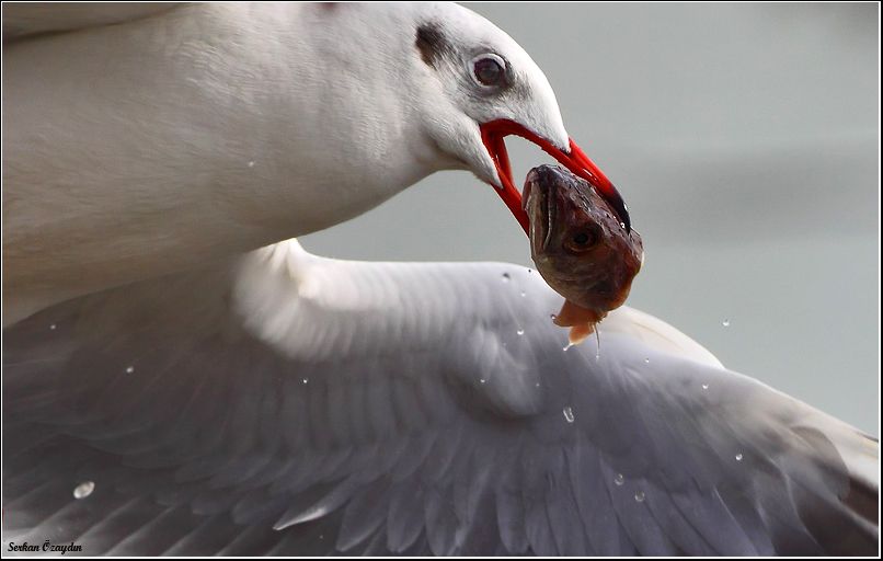 Black-headed Gull