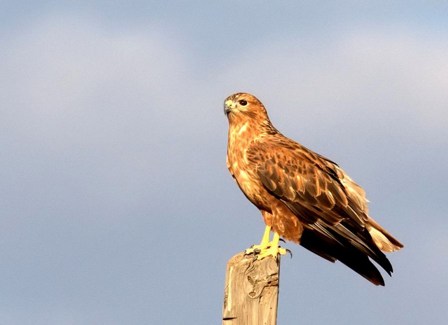 Long-legged Buzzard