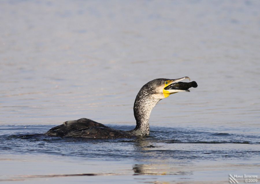 Great Cormorant