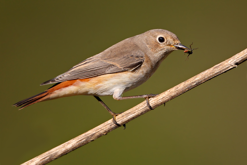 Common Redstart