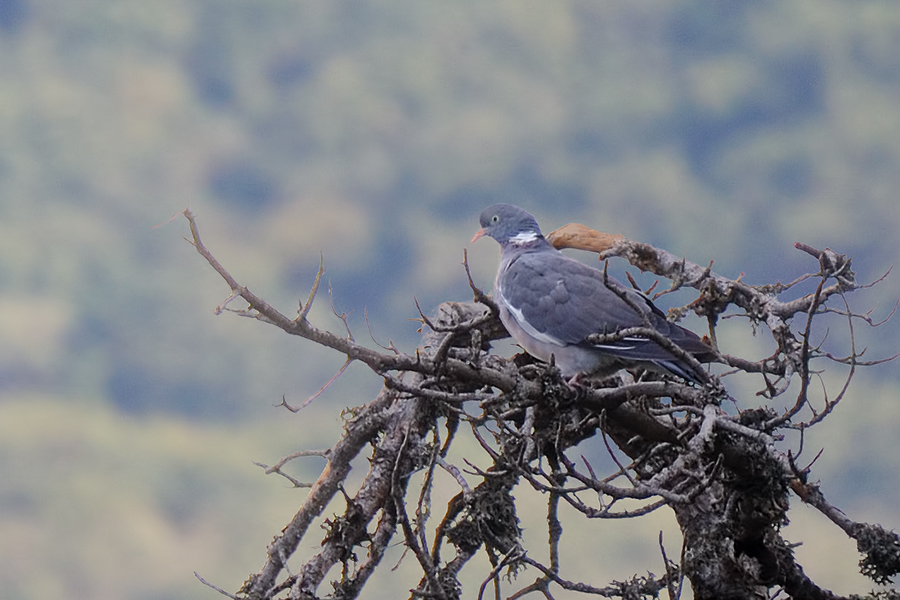Common Wood Pigeon