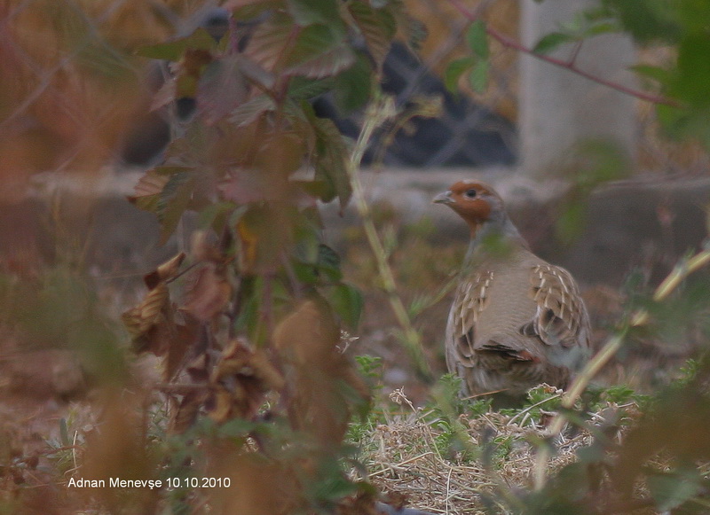 Grey Partridge